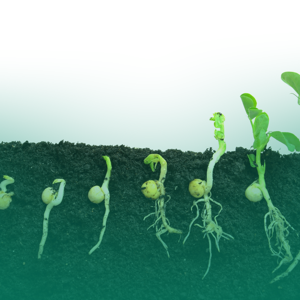 Guida alla germinazione: come far nascere i tuoi semi con successo
