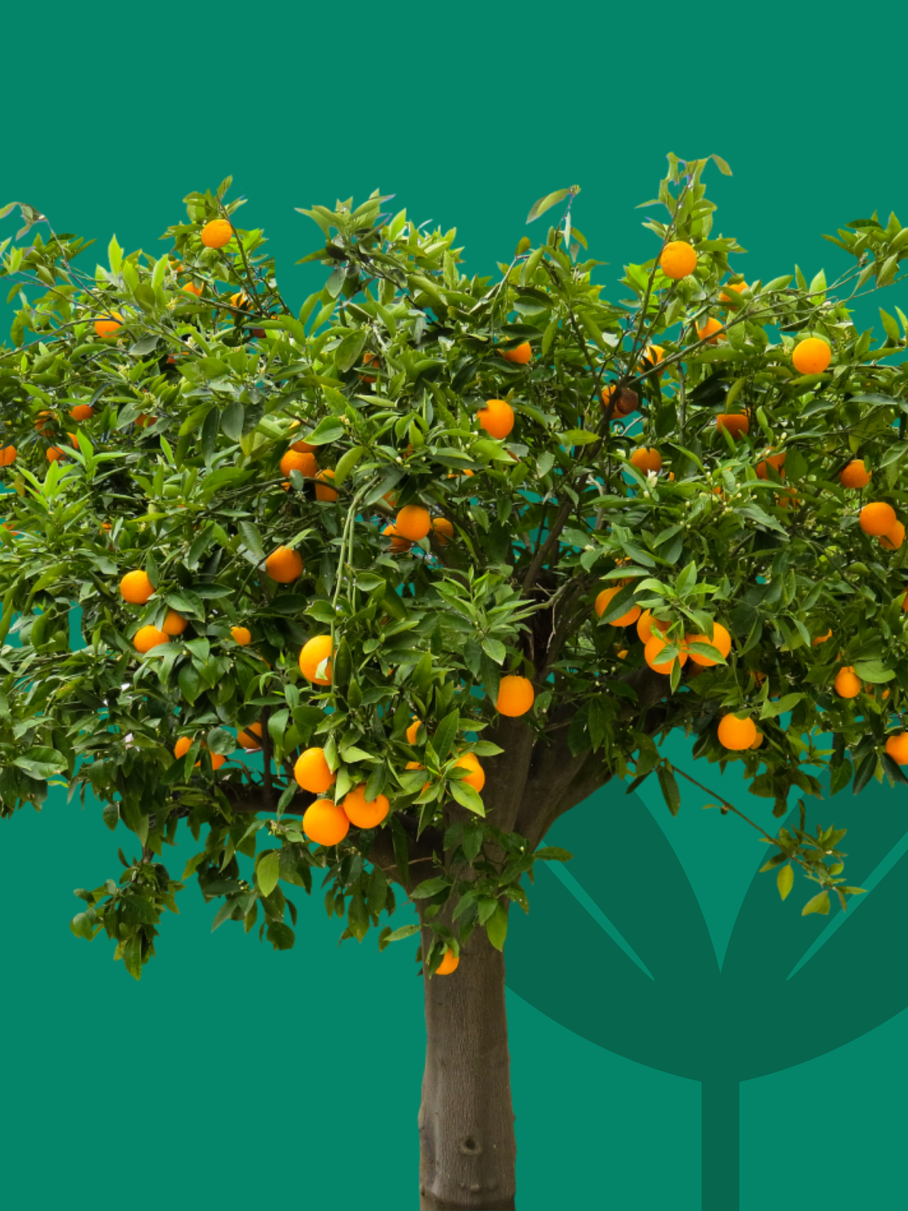 Semi di piante da frutto