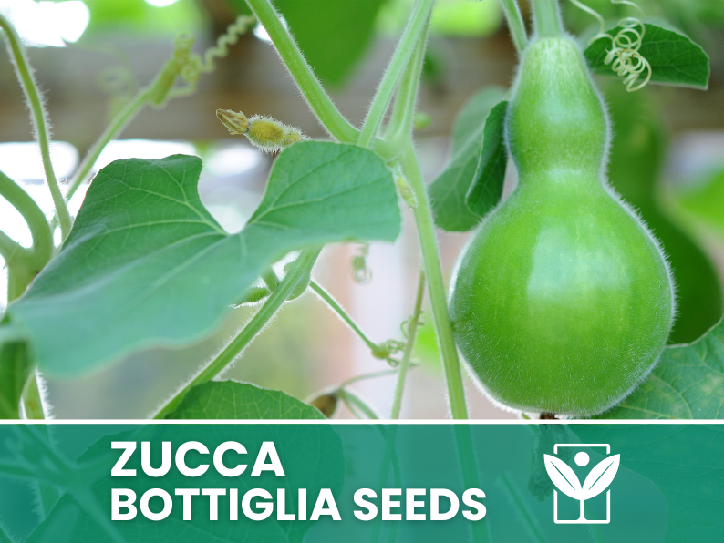bottle gourd plant seeds Bottle Gourd Seeds – 30 Heirloom Non-GMO Seeds – Botanis