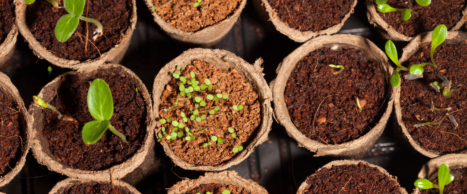 Start your own garden from seed.