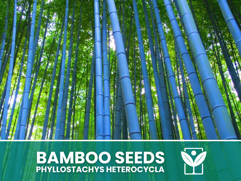 bamboo plant seeds 10 Bamboo Seeds BLUE Bamboo Phyllostachys Heterocycla,Bambusa - rare s – Botanis