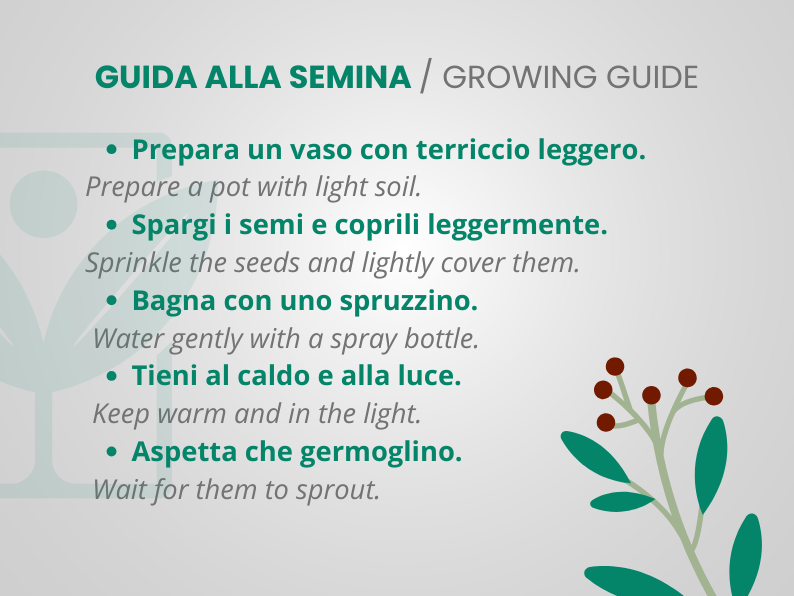 Fico Infectoria – 10 Semi – Ficus Rare, White Fig, Pianta Frutto Edibile, Alta Qualità, Non-GMO - Botanis - Vendita semi online di piante rare