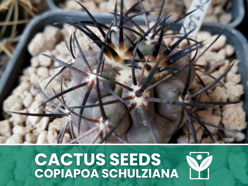 cactus plants seeds 10 seeds of CACTUS copiapoa schulziana - SUCCULENT PLANTS - succulents – Botanis