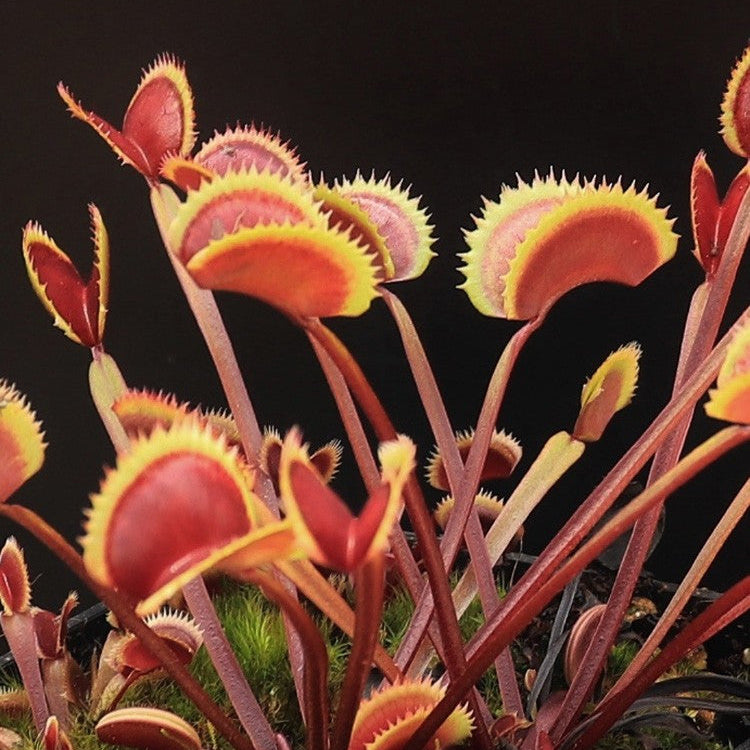 piranha plant seeds 10 rare seeds DIONEA RED PIRANHA tree carnivorous plant - rare seeds