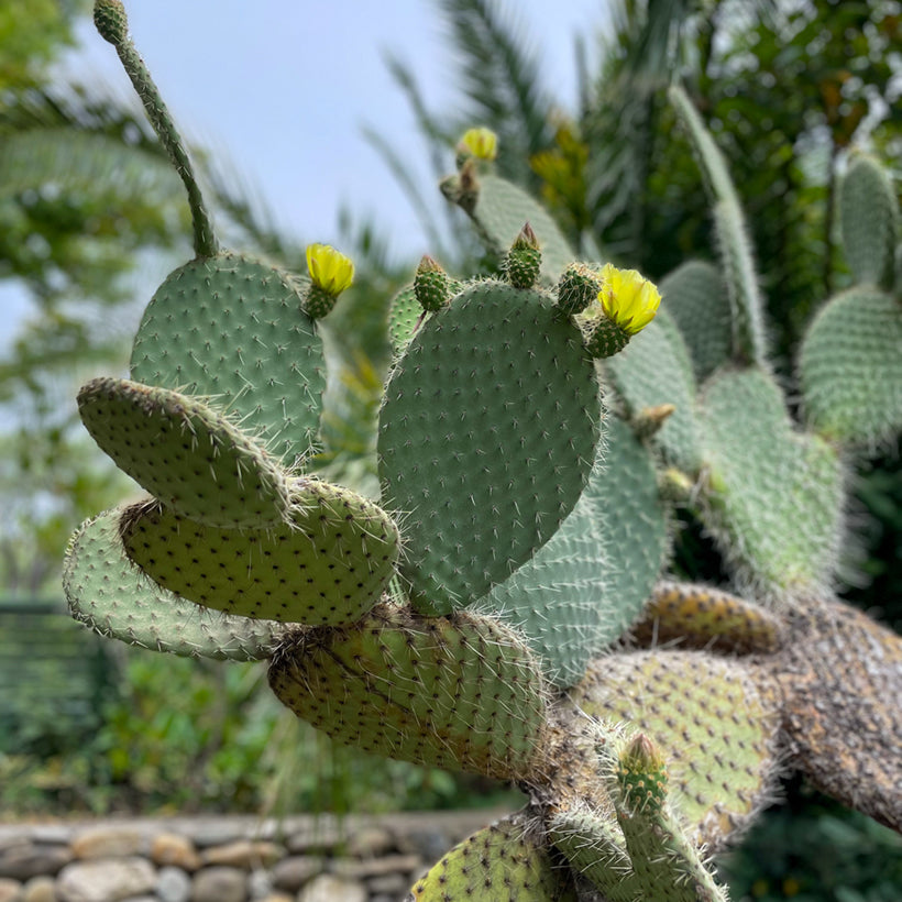 cactus and succulent seeds 10 CACTUS consolea leucacantha seeds - SUCCULENT PLANTS