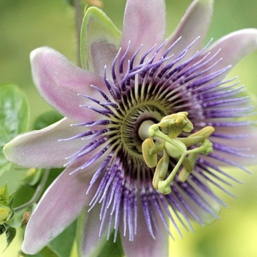 tropical flower seeds online 10 PASSIFLORA CAERULEA seeds - tropical plant - flower seeds - high germination