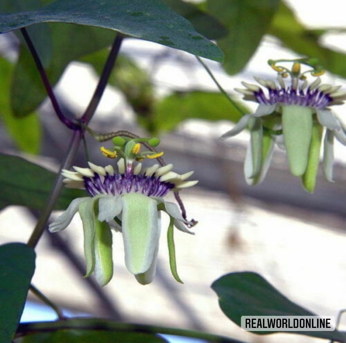 10 semi di PASSIFLORA COLINVAUXII - pianta tropicale - semi di fiori - alta germinabilità - seeds