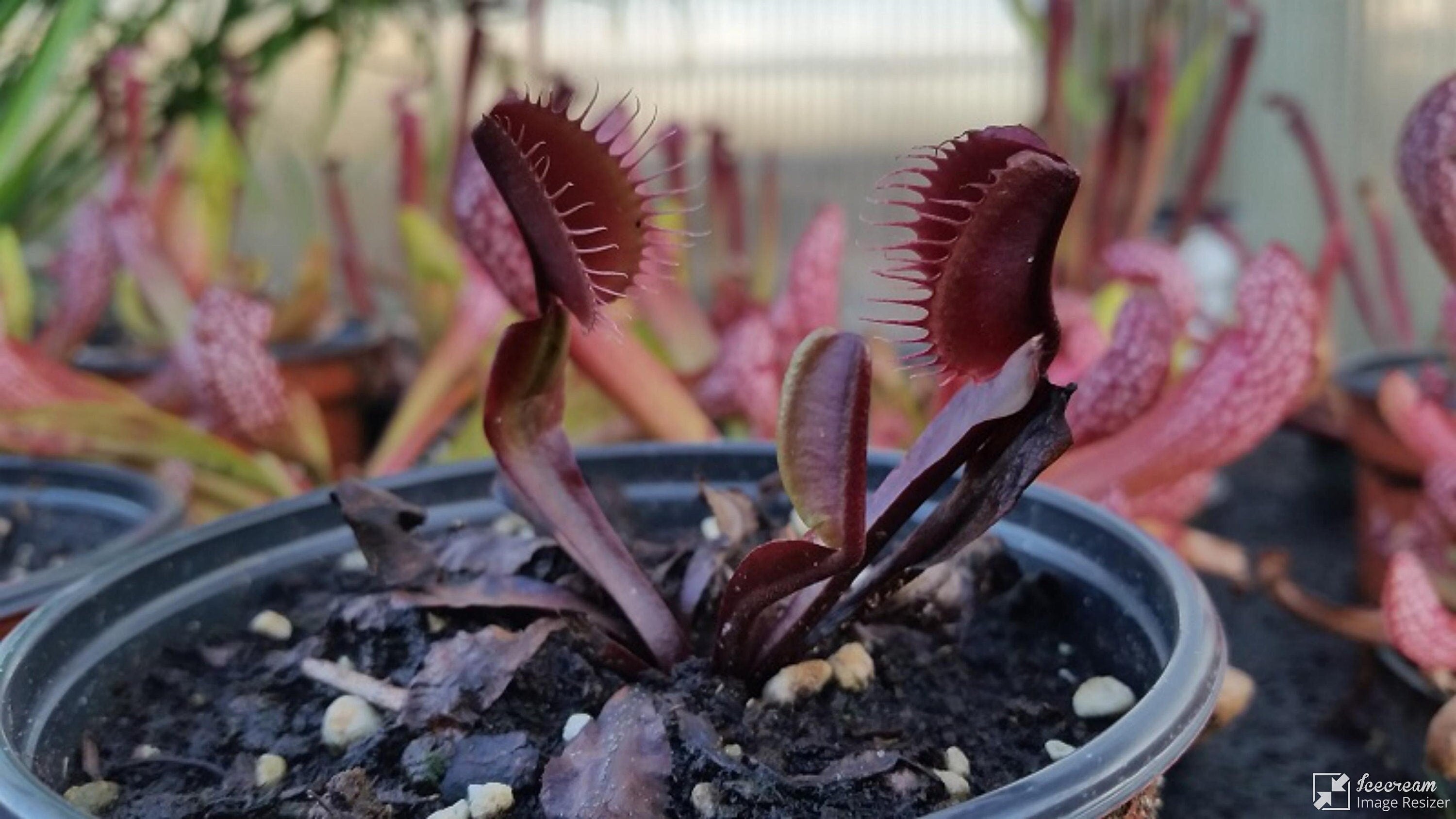 10 semi rari DIONEA AKAY RYU albero pianta carnivora - seeds rare - alta qualità semi selezionati
