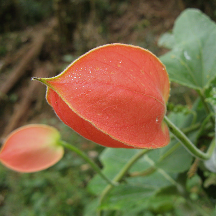 tropical flower seeds online 10 PASSIFLORA AMPULLACEA seeds - tropical plant - flower seeds - high germination