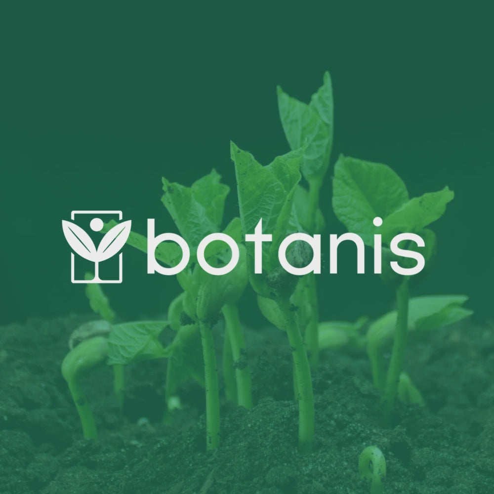 Bambù Bissetii – 10 Semi – Bissetii Bamboo Seeds, Raro, Resistente, Alta Germinabilità, Non-GMO