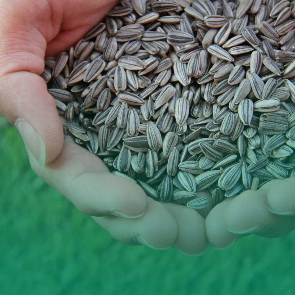 Conservazione dei semi: come raccogliere, essiccare e conservare le tue varietà preferite