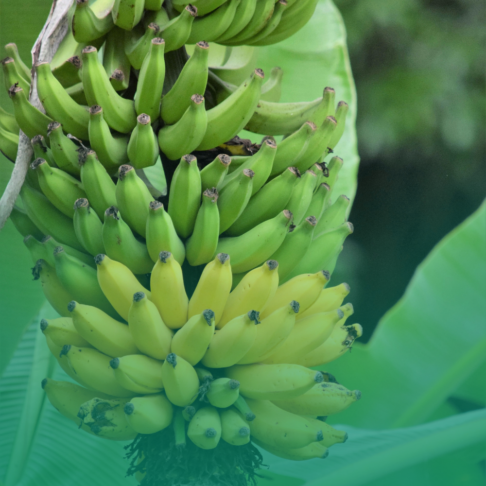 Musa ingens: il banano gigante che sfida ogni immaginazione