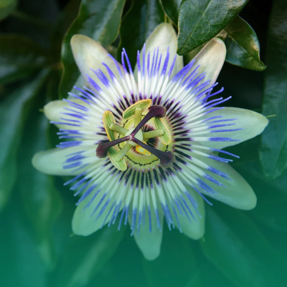 La Passiflora: un incanto esotico tra bellezza e benessere nel tuo giardino