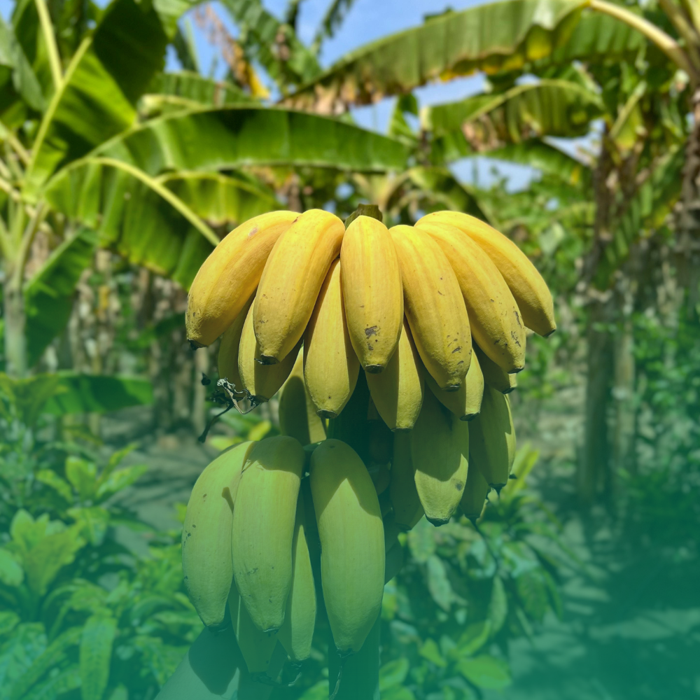 La banana ha semi? Scopri la verità e i semi per il tuo giardino