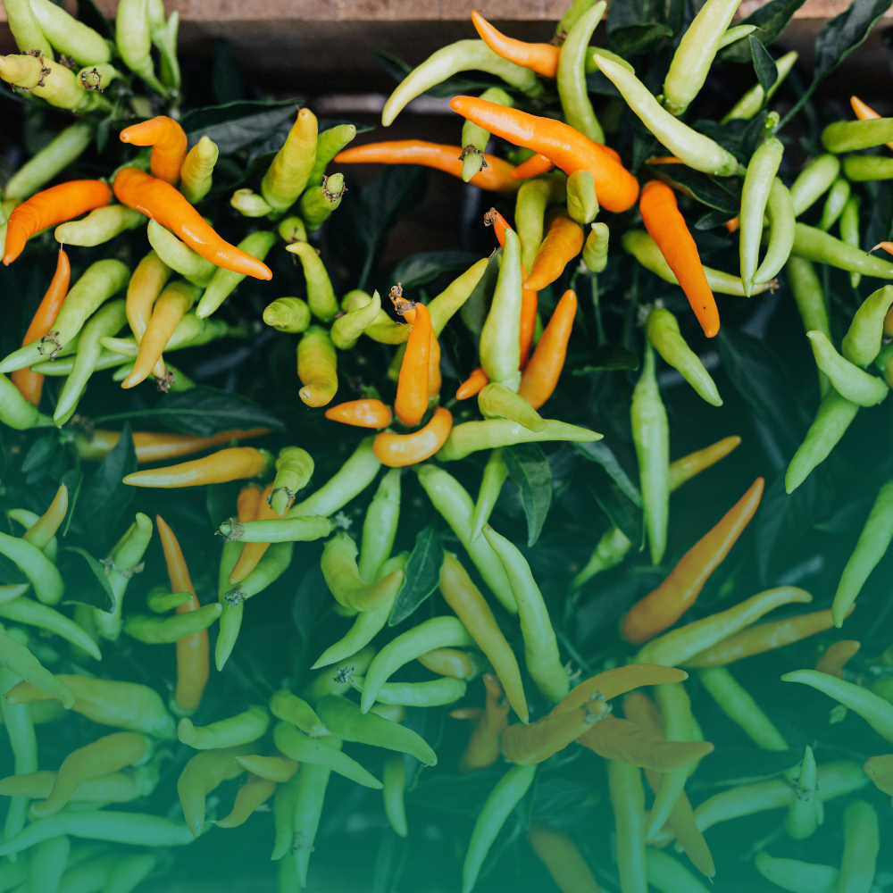 Peperoncini piccantissimi: la guida botanis.it alle varietà con il massimo grado scoville