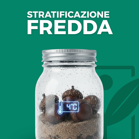 Stratificazione fredda dei semi: guida alla vernalizzazione artificiale