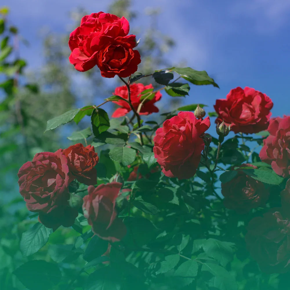 Le rose: regine del giardino tra storia, bellezza e segreti di coltivazione