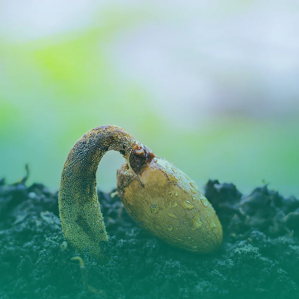 Semi antichi e biodiversità: perché sceglierli