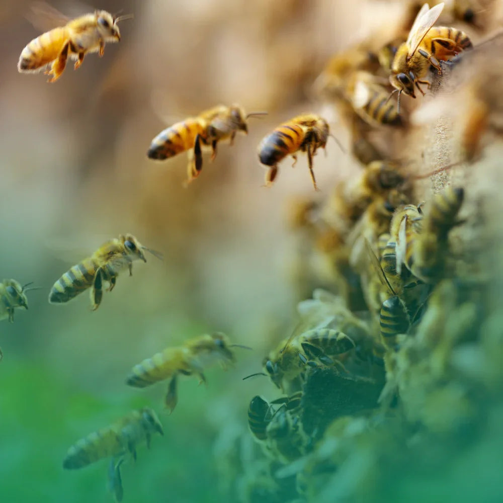 Piante amiche delle api: crea un giardino ecologico che supporta la biodiversità