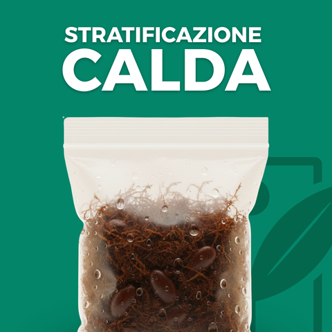 Stratificazione calda dei semi: guida tecnica all'estivazione artificiale