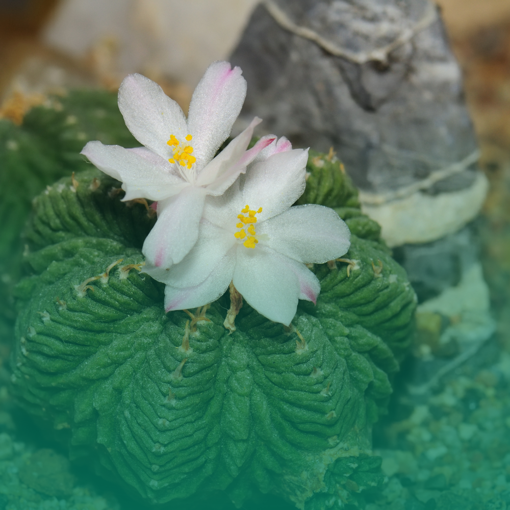 Aztekium ritteri: guida al cactus più raro e come coltivarlo