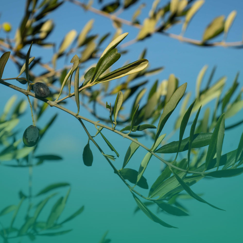 Nocellara del belice: l'oliva siciliana che conquista il mondo