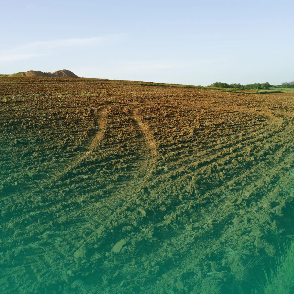 Come preparare il terreno: guida definitiva alla concimazione e lavorazione per l'orto