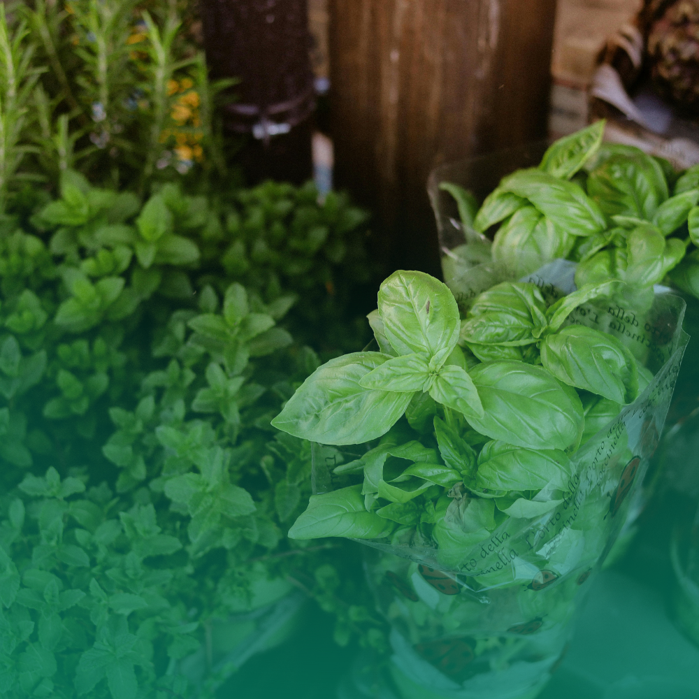 Erbe aromatiche perenni da coltivare in vaso: la lista per un profumo tutto l'anno