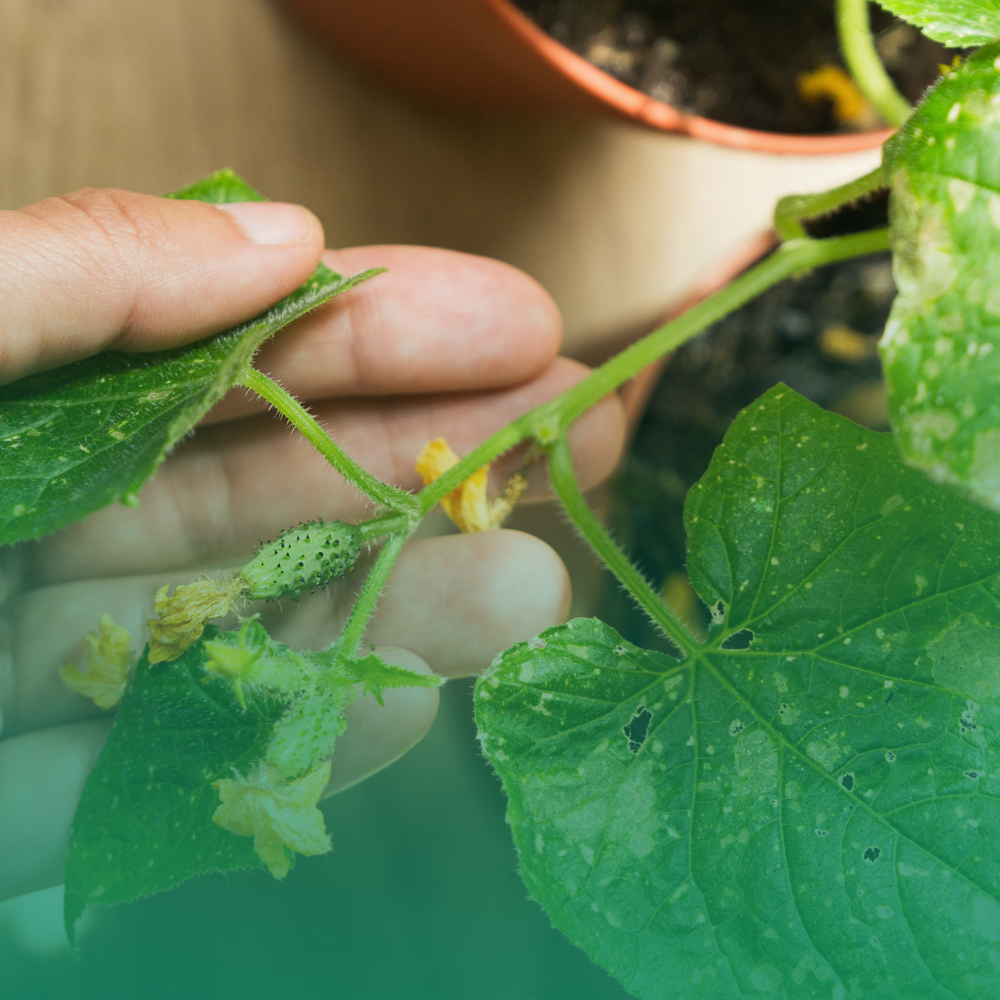 Malattie delle piante da orto: riconoscerle e curarle senza pesticidi chimici