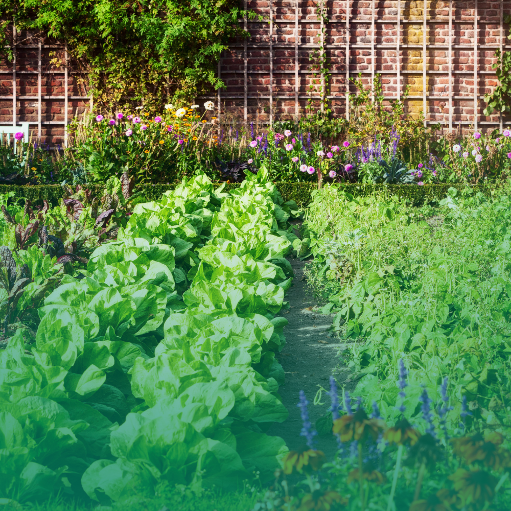 Consociazioni orto: quali piante mettere vicine per massimizzare il raccolto