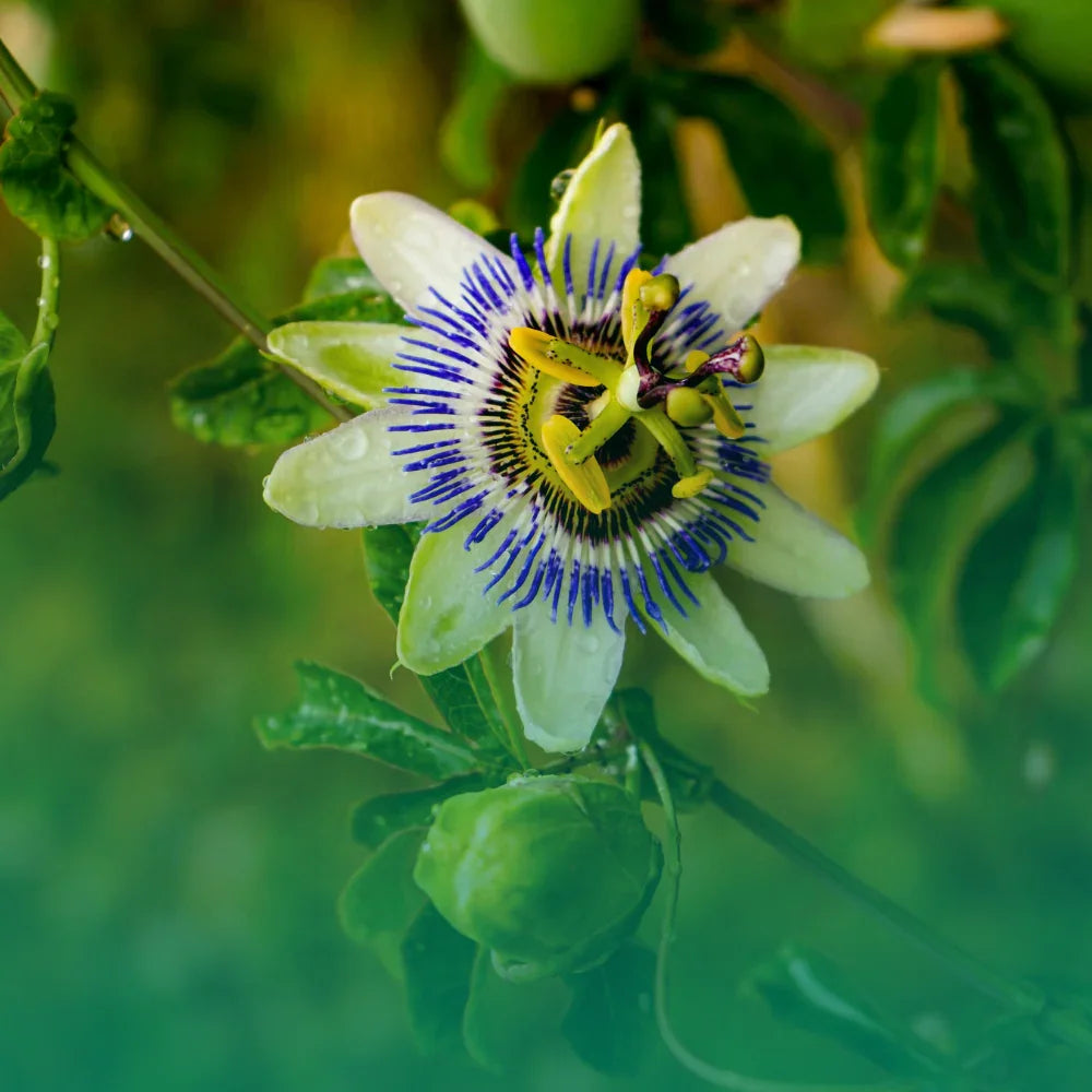 Come piantare i semi di passiflora: guida completa alla coltivazione del fiore della passione