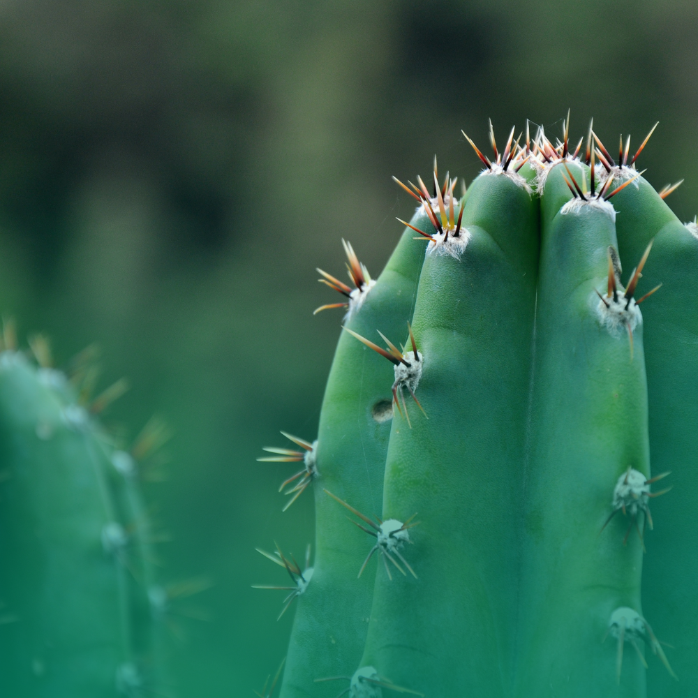 Come coltivare Cactus: i consigli essenziali
