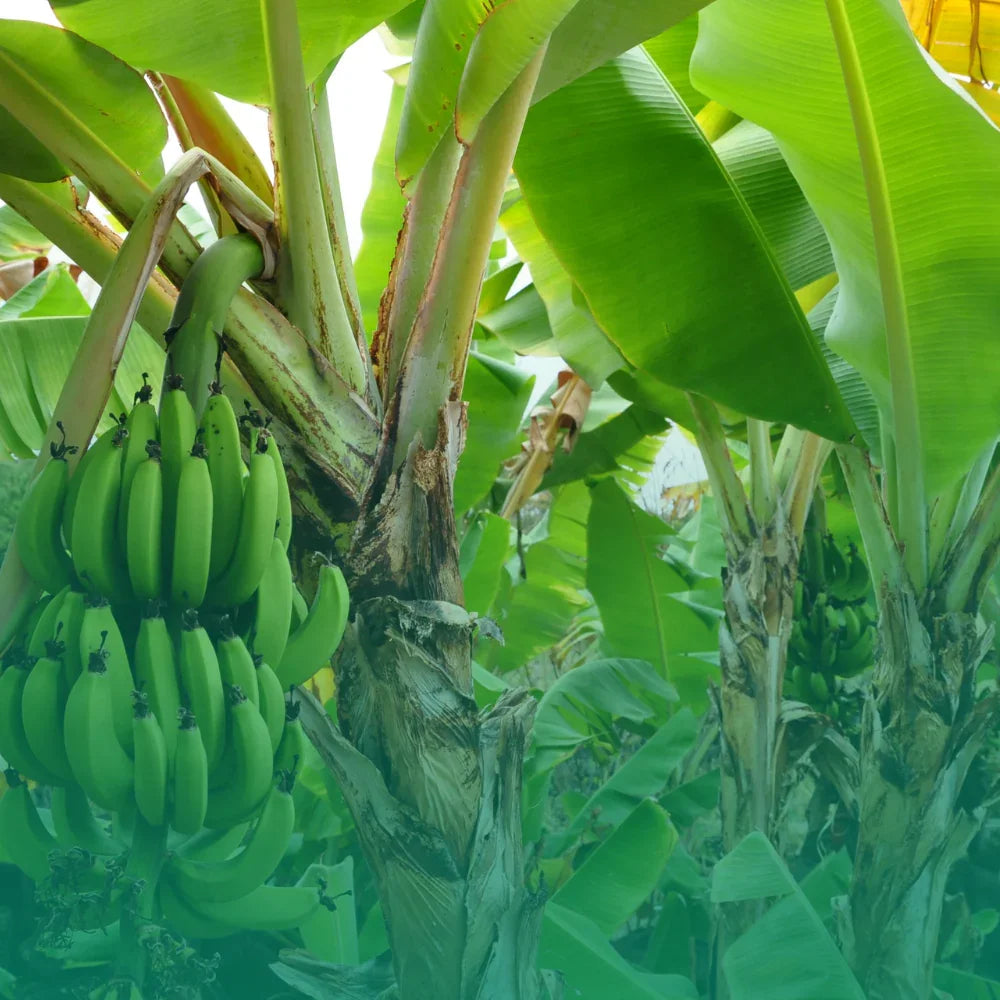 Semi di banana: verità, miti e come coltivarli a casa