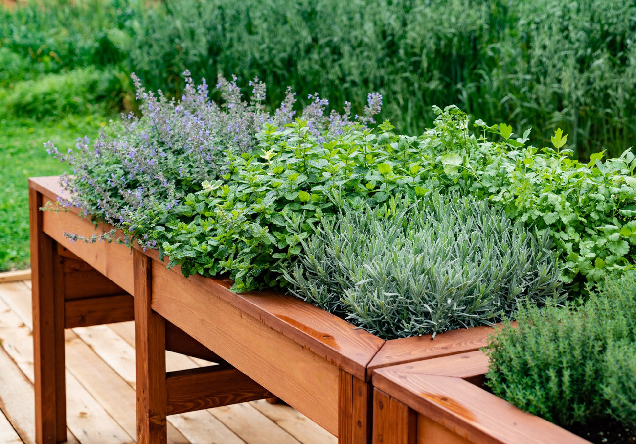 Semi di piante aromatiche: coltiva il tuo giardino profumato