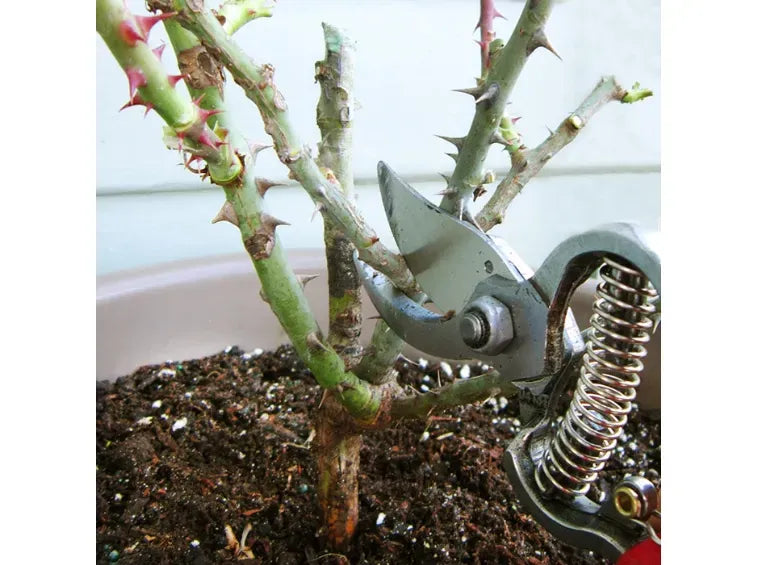 Come potare le rose: la guida definitiva per una fioritura rigogliosa