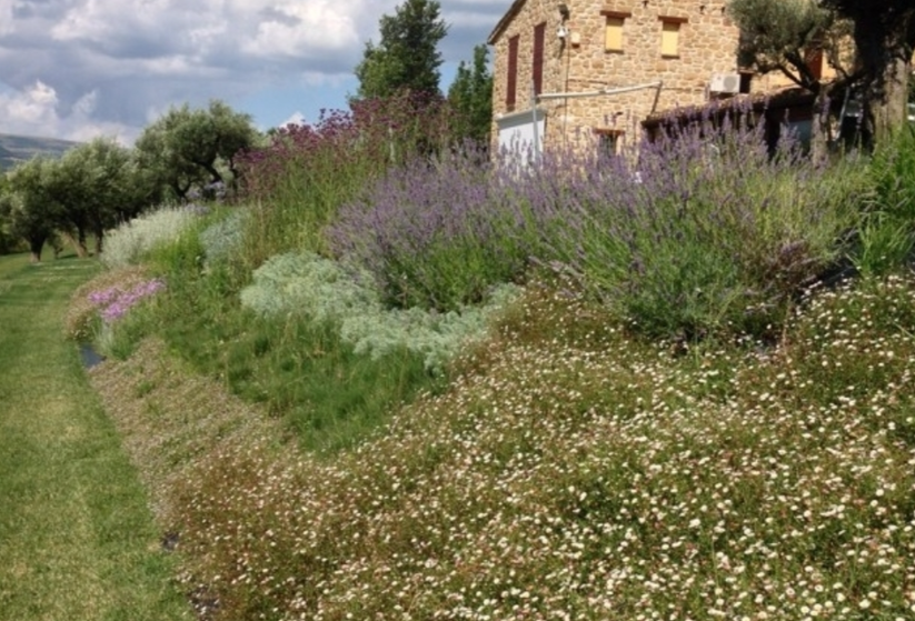 Fiori perenni per scarpate ed elicriso: le migliori varietà rustiche da seminare per consolidare il terreno