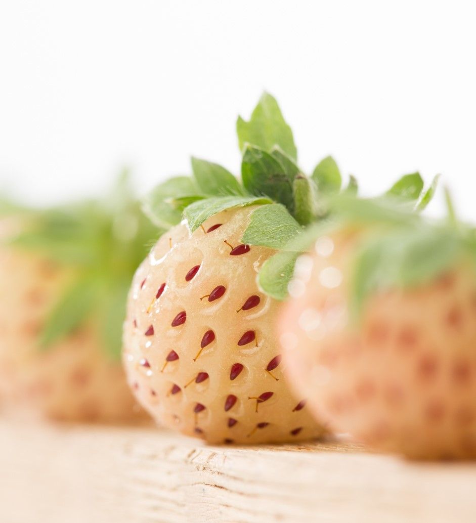 Fragole bianche (pineberry): il segreto del frutto che sa di ananas