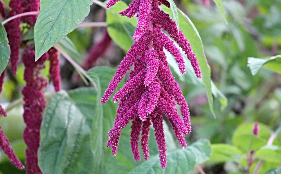 Guida alla semina dell'amaranto coda di volpe: trucchi per una fioritura spettacolare