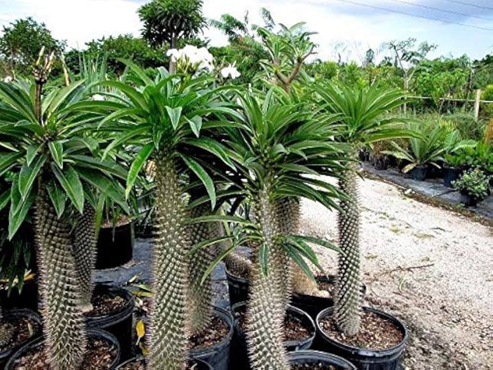 Pachypodium Lamerei da seme: tempi di germinazione e substrato ideale