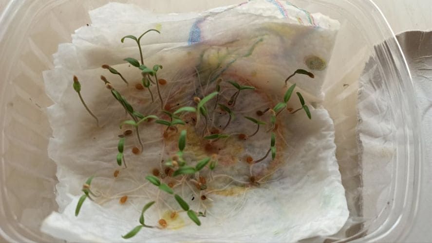 Dal metodo scottex al vaso: come trapiantare i micro-germogli senza spezzare le radici capillari