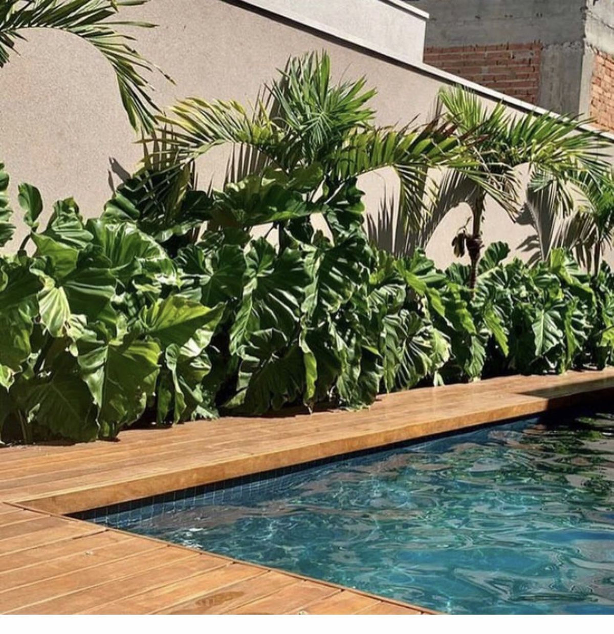 Piante per bordo piscina: le varietà più resistenti al vento e al sole diretto
