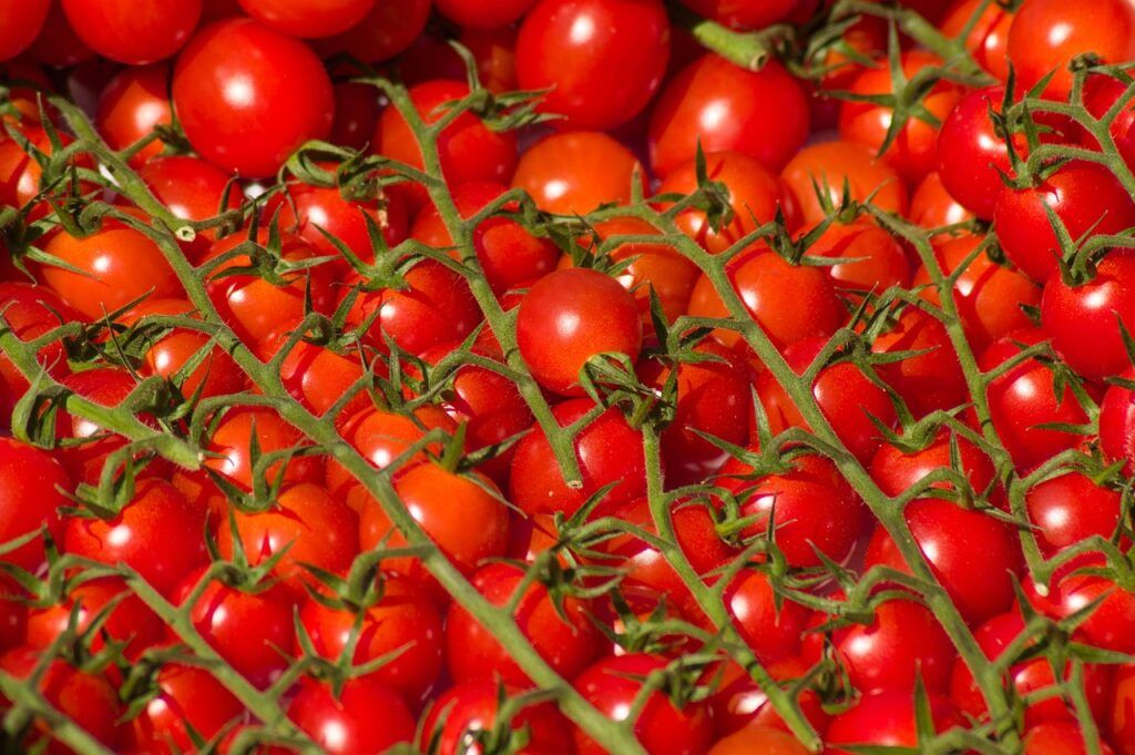 Pomodori antichi e varietà locali: semina in alveolo o diretta?