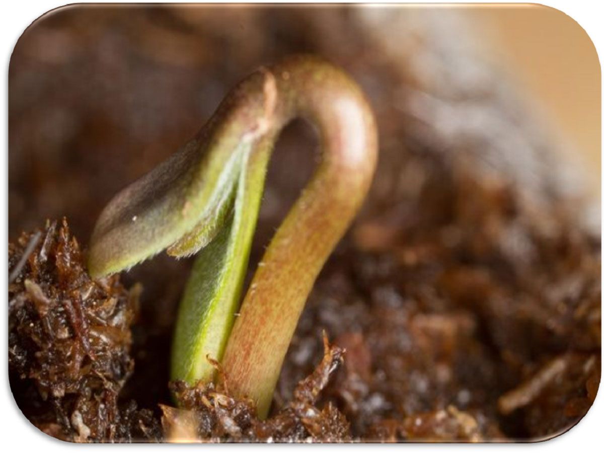Termosigillatura delle sementi: come l'isolamento dall'umidità ambientale salva la germinabilità