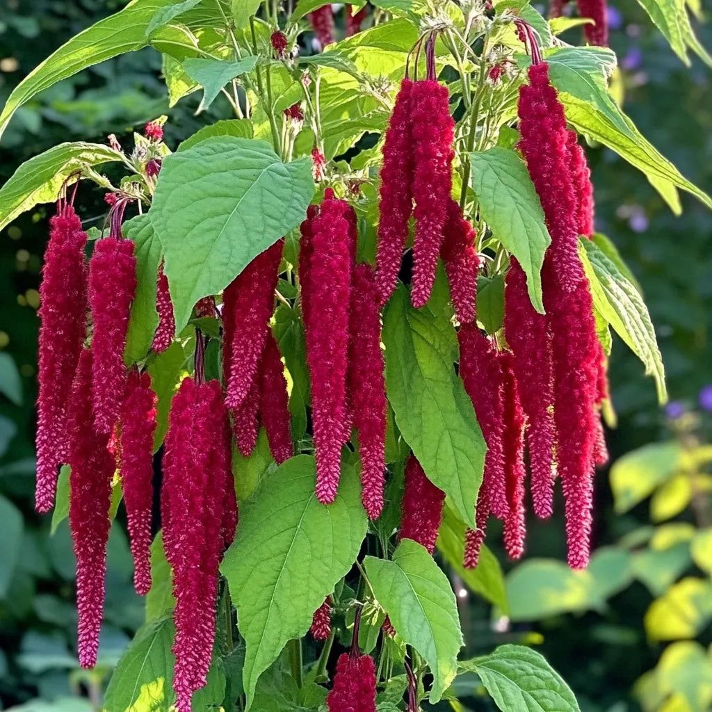 Amaranto coda di volpe: la guida completa per una cascata di colore in giardino