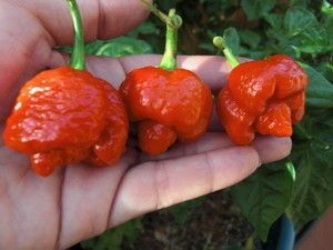 Carolina Reaper e Trinidad Scorpion: I parametri termici fondamentali per far germogliare i semi super-hot