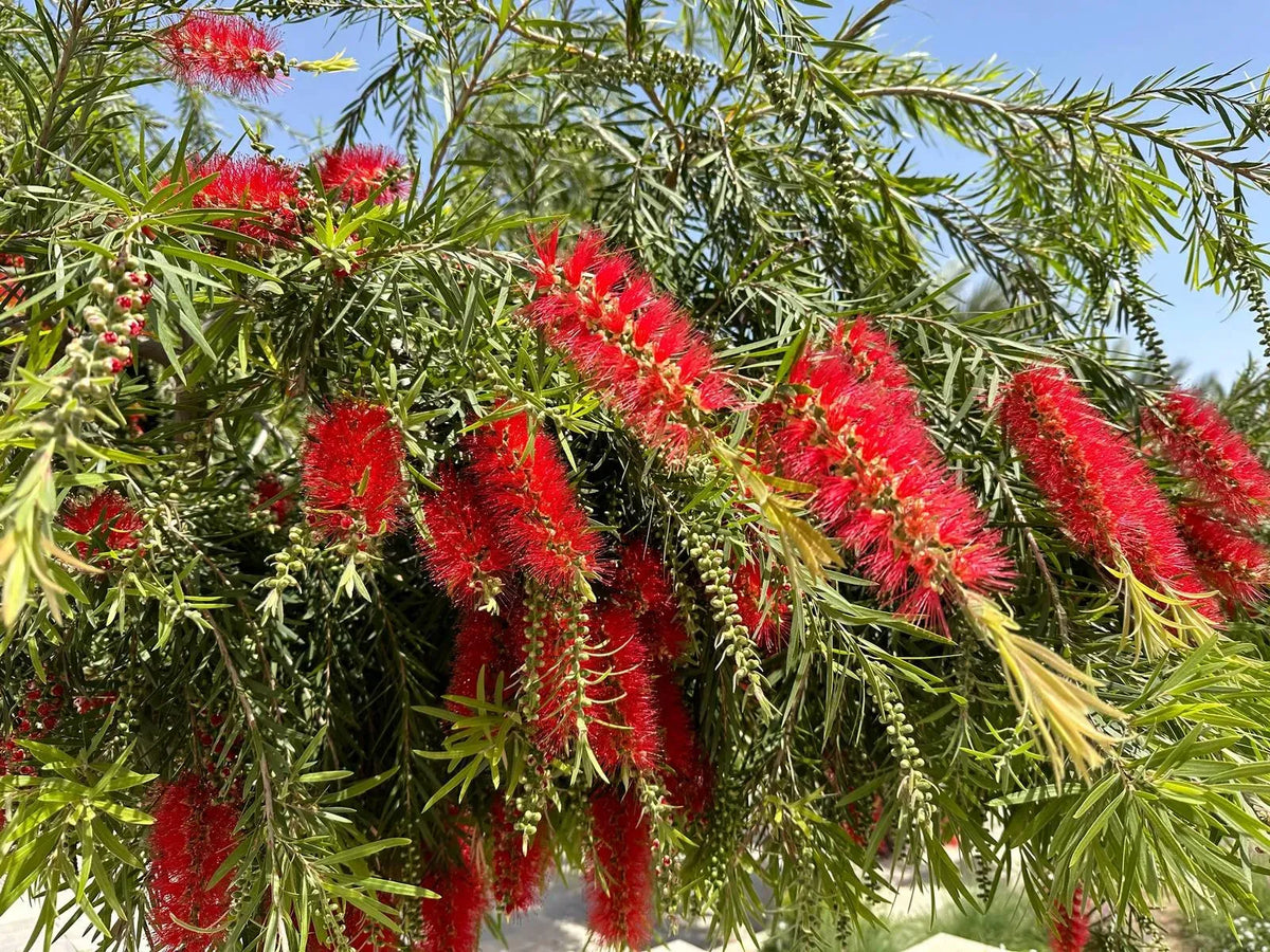 Callistemon da seme: gestione dell'umidità superficiale per non far seccare i micro-semi