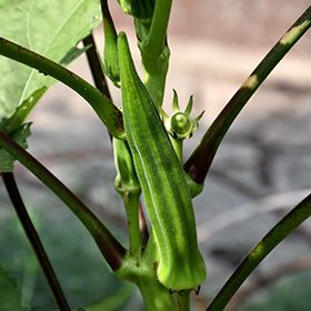 Semina dell'okra: temperature del terreno e gestione del trapianto