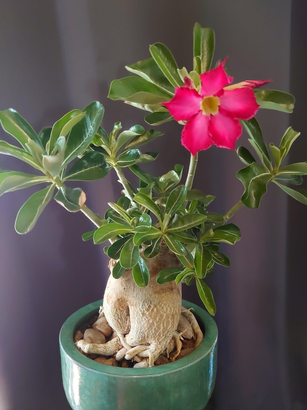 Guida alla semina dell'Adenium Obesum: tecniche e temperature per un caudex perfetto