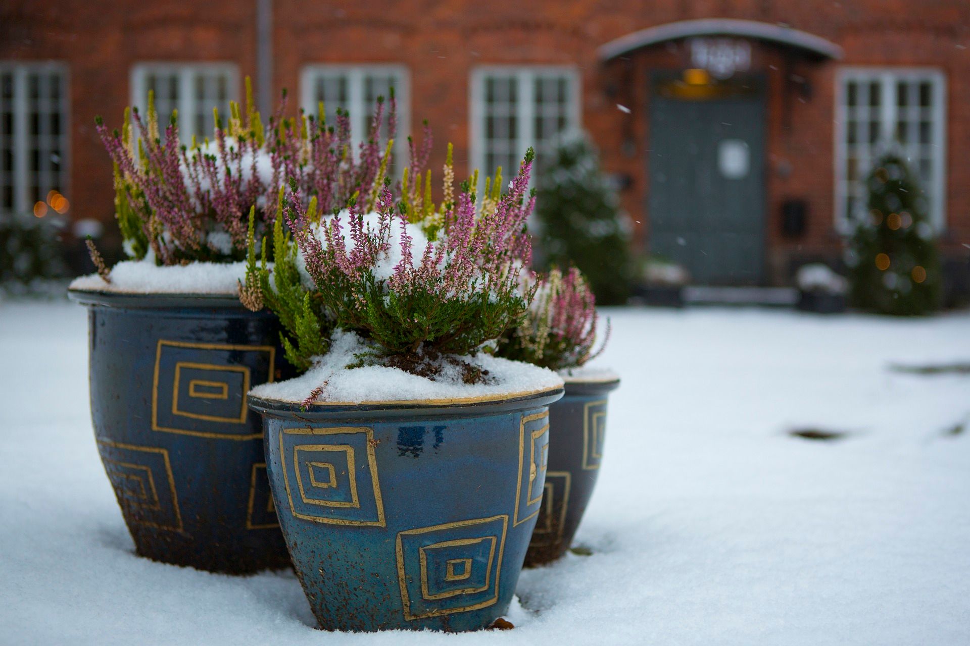 Piante che non temono il gelo: come avere un balcone colorato anche in inverno