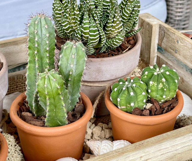 Cactus o erbaccia? Guida visiva per riconoscere i tuoi veri germogli